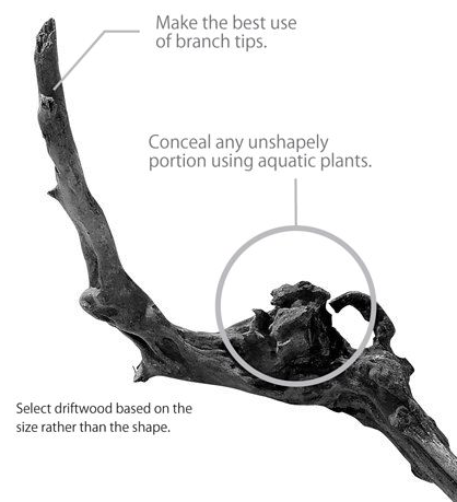 Are There Any Tips For Choosing Driftwood?