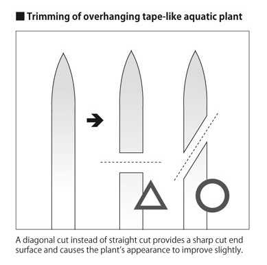 How To Trim Tape-like Aquatic Plants Such As Vallisneria & Cyperus Helferi?