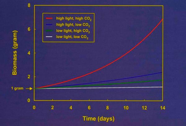 Light and CO2 study