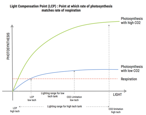 Photosynthesis