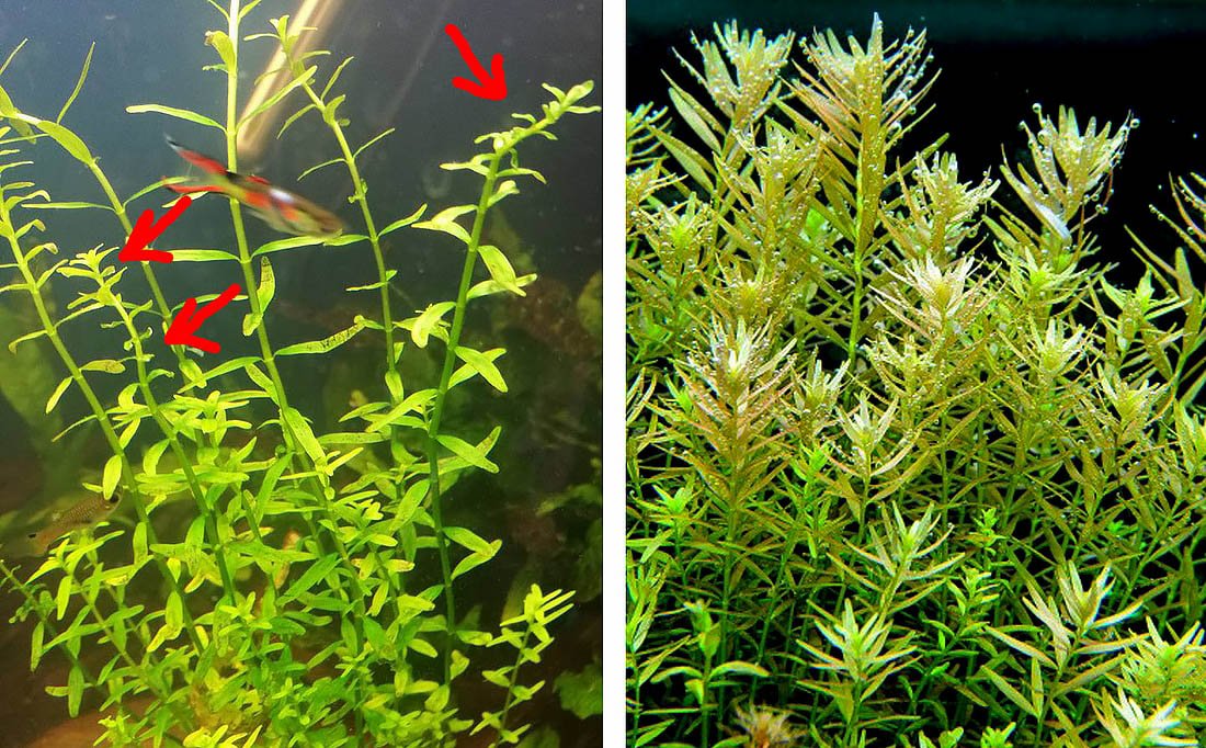 Rotala Rotundifolia