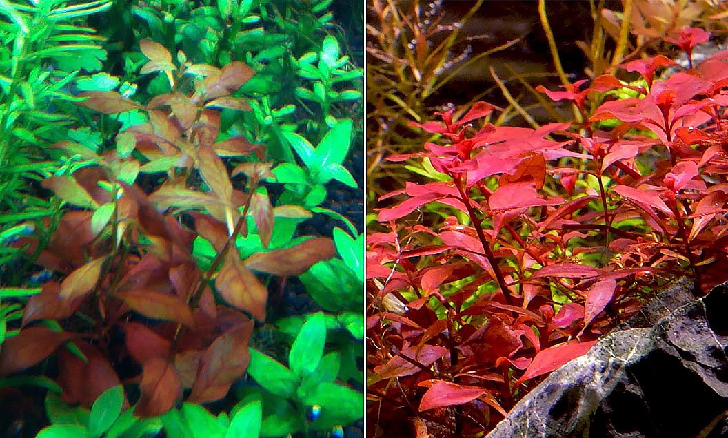 Ludwigia Red