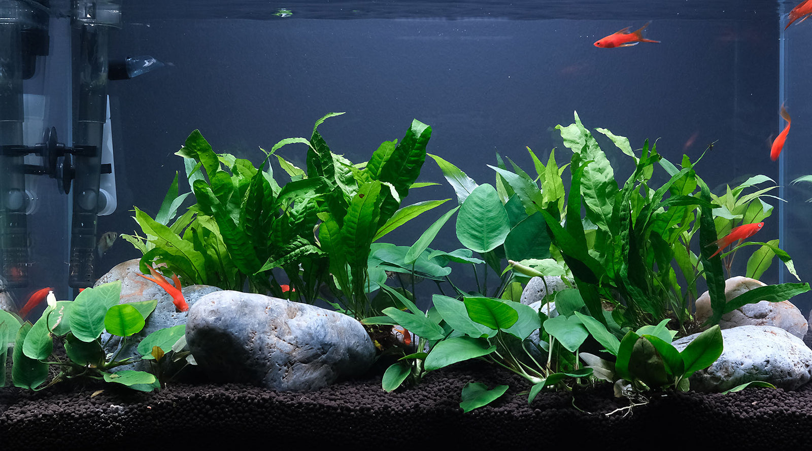 Fish Tank vs Planted Tank? 7 Differences