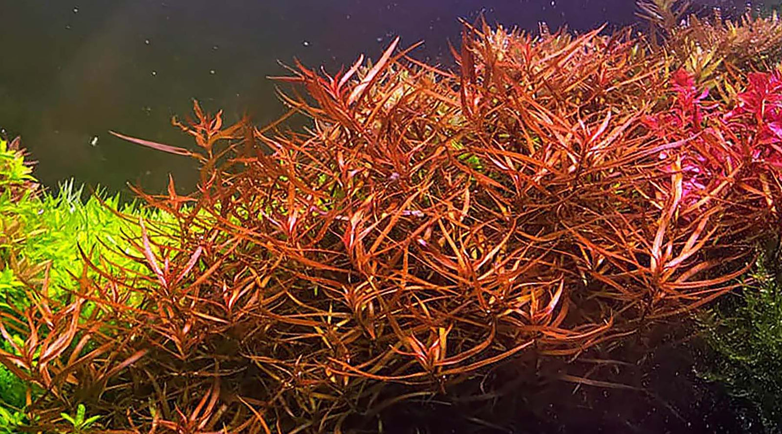 ludwigia arcuata