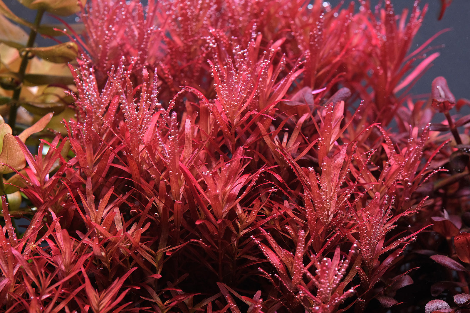 rotala rotundifolia