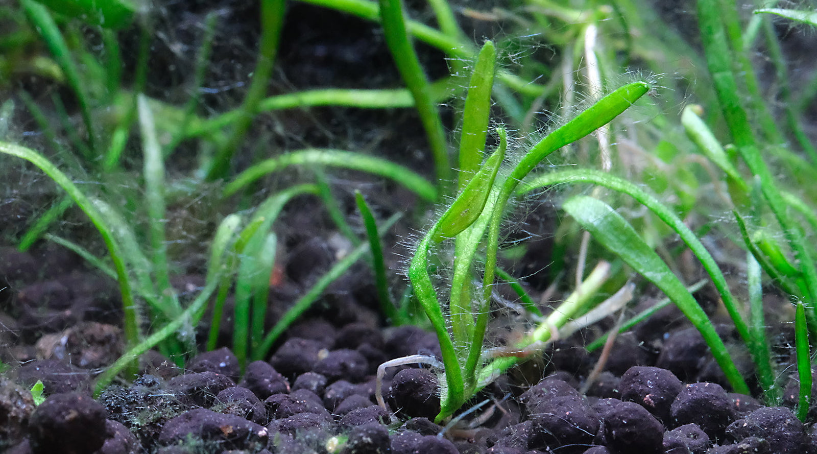 How to control fuzz/hair/thread algae (filamentous algae)