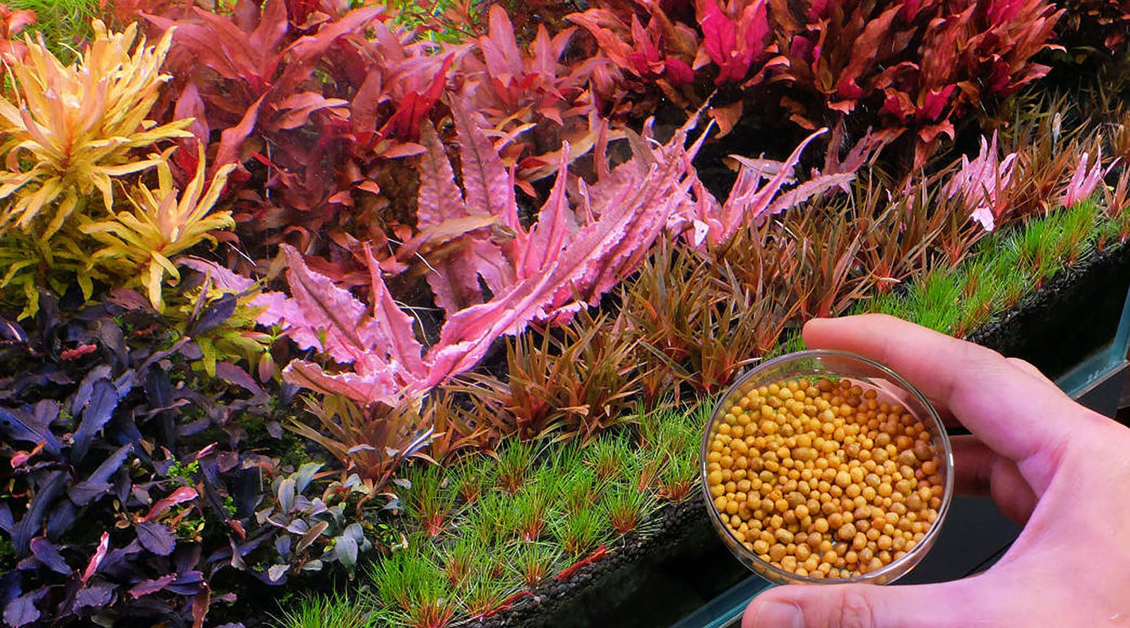 How to use osmocote for substrate in planted aquarium