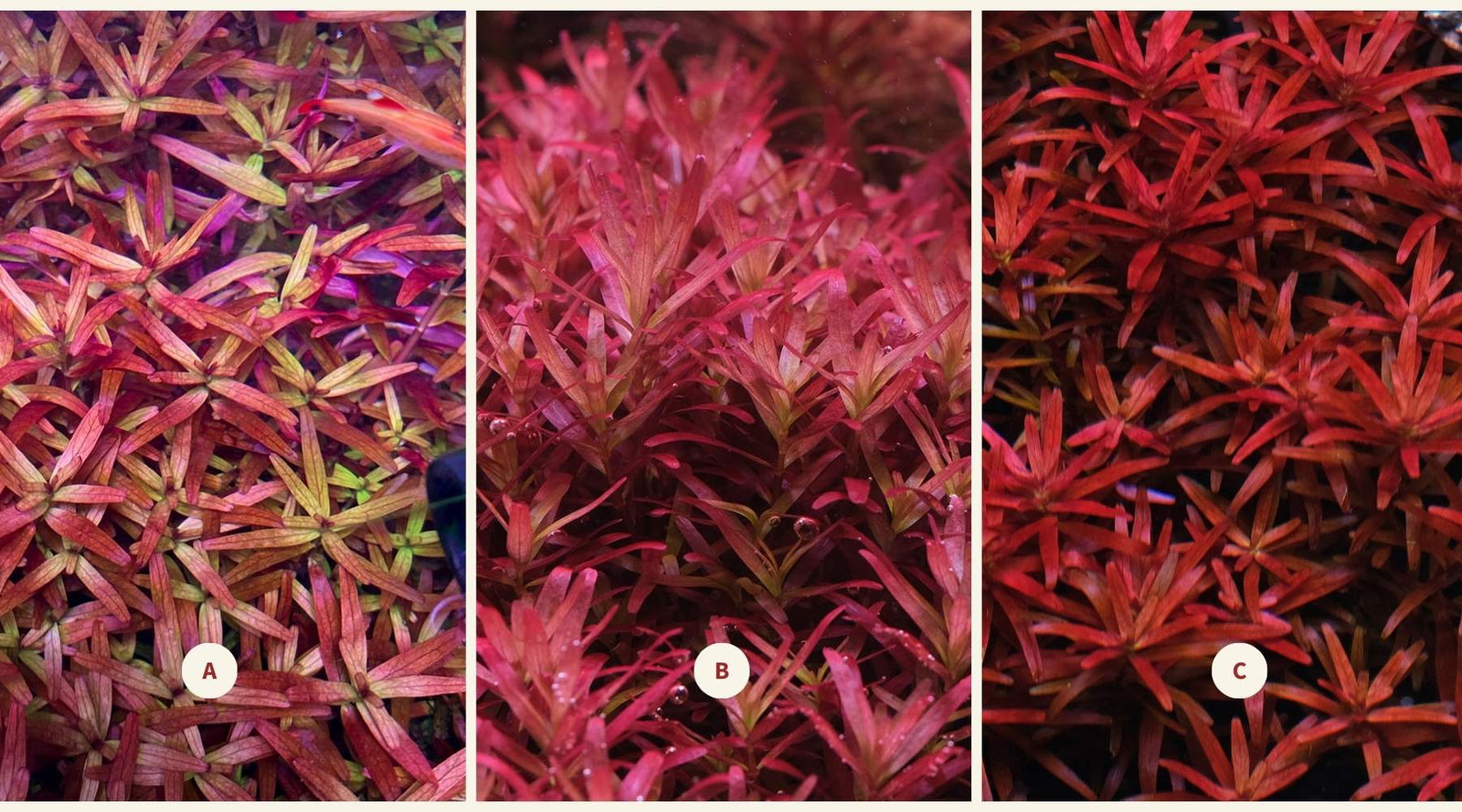 Rotala Colour Tips