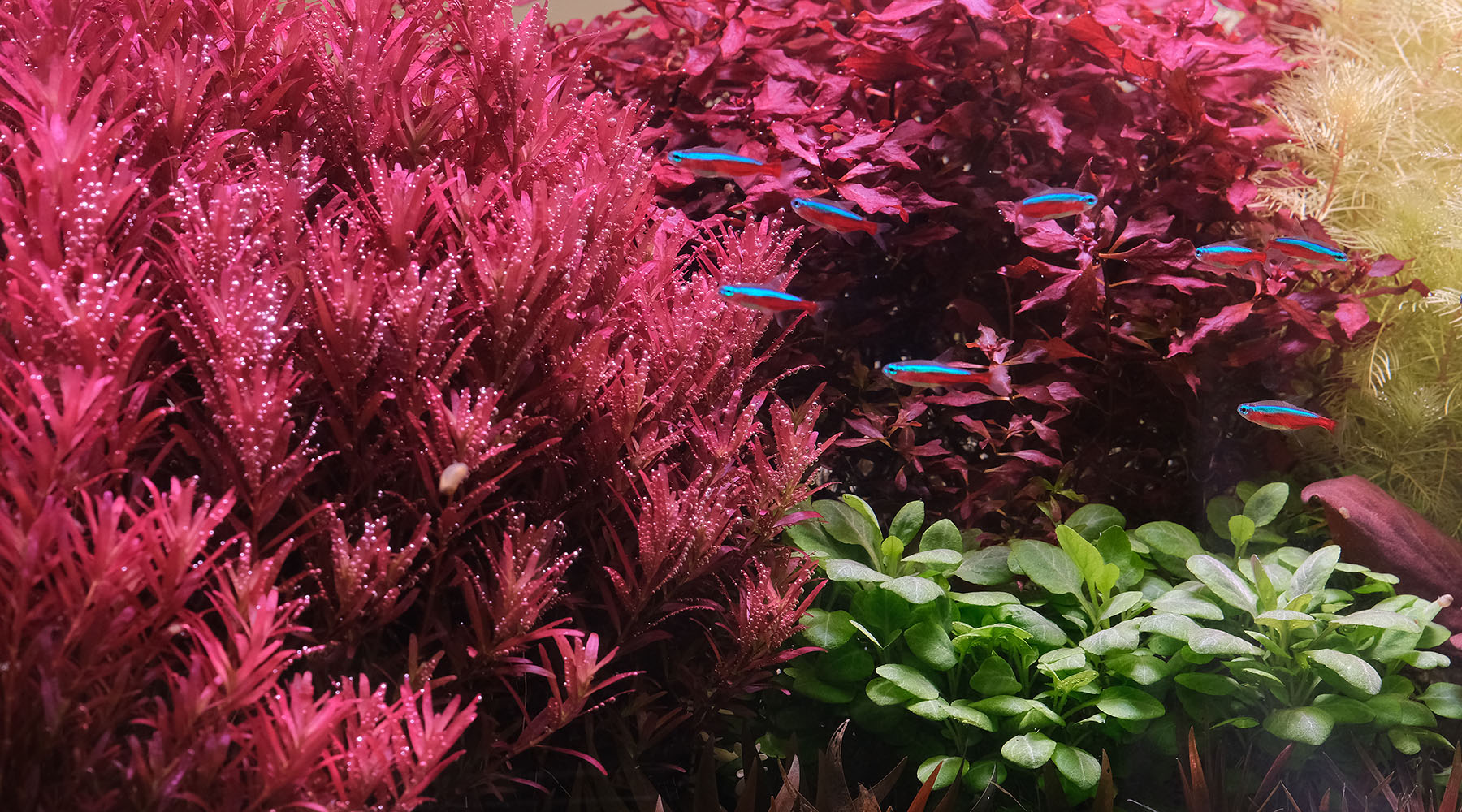 rotala sg