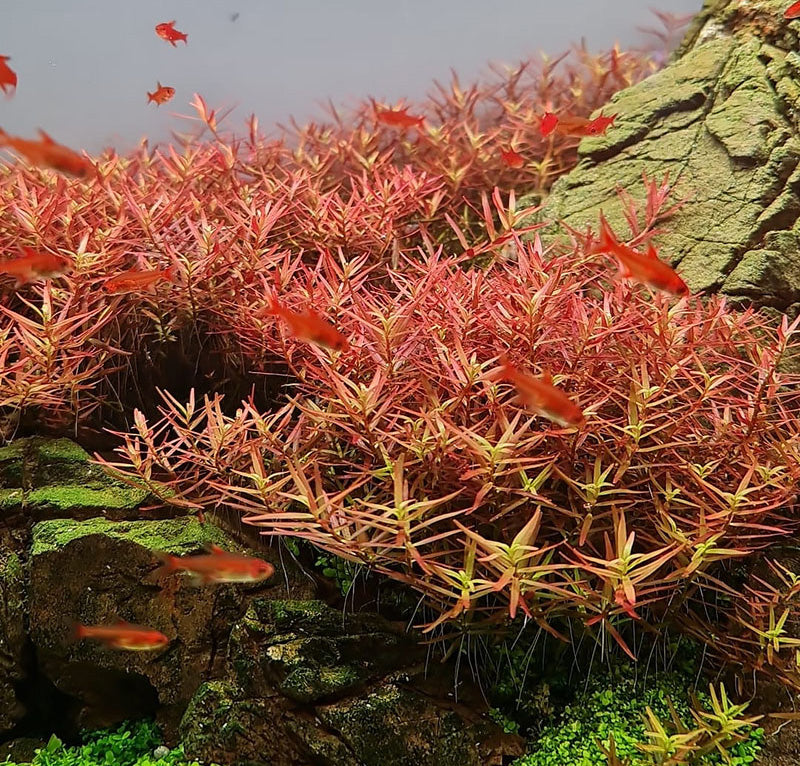 Rotala H'ra high N