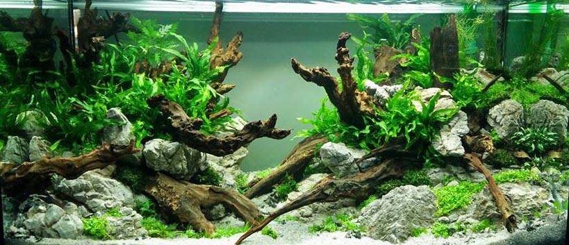 Hiep Hong Low Tech Tank