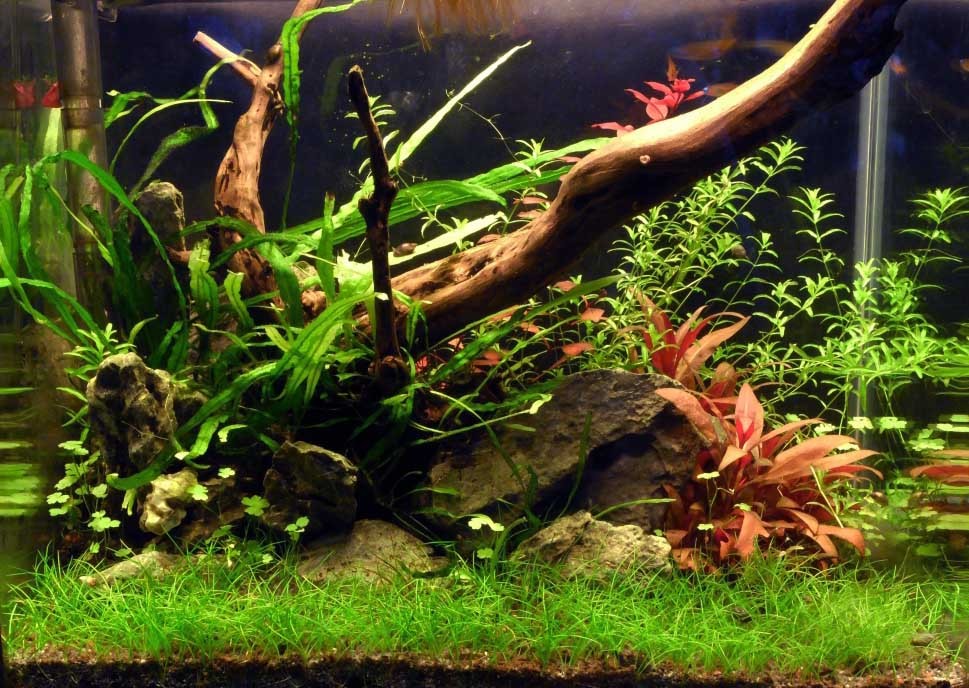 Low Tech Planted Tank