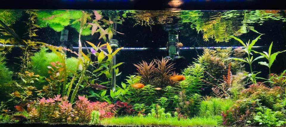 Is Low Ph In Tanks Due To Aquasoils/softwater A Concern?