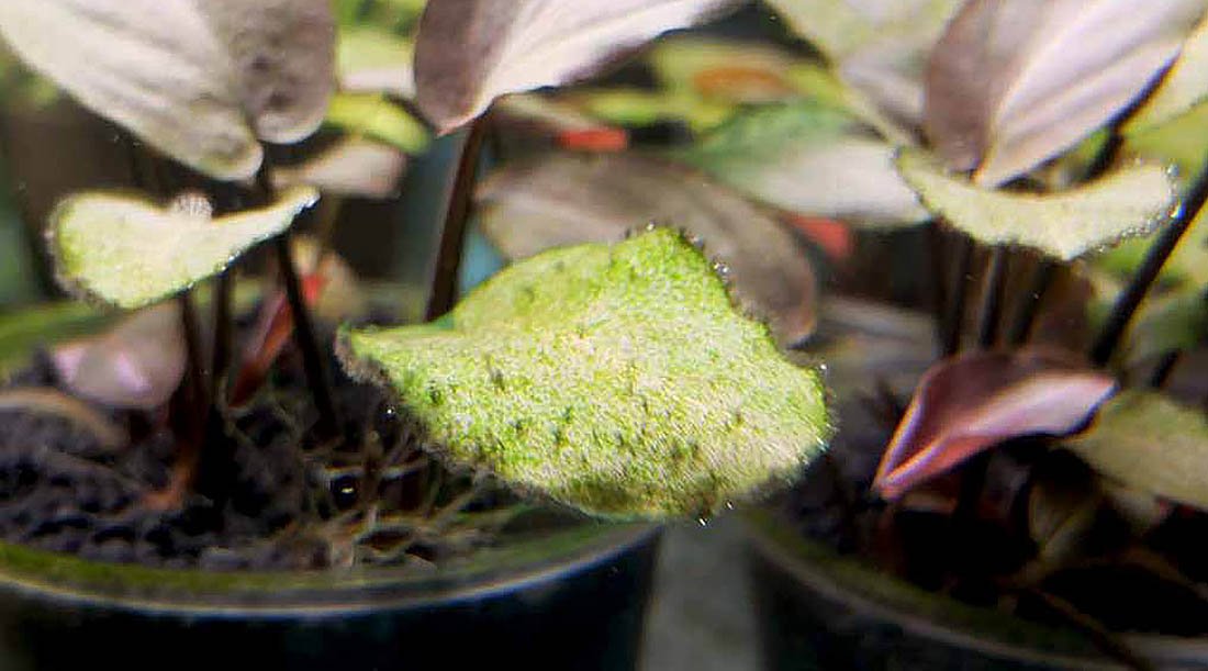 Algae 101: What Actually Triggers Algae In A Planted Tank