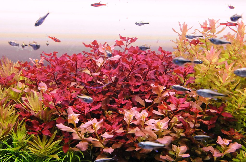 Is Ph Important In A Planted Aquarium ?