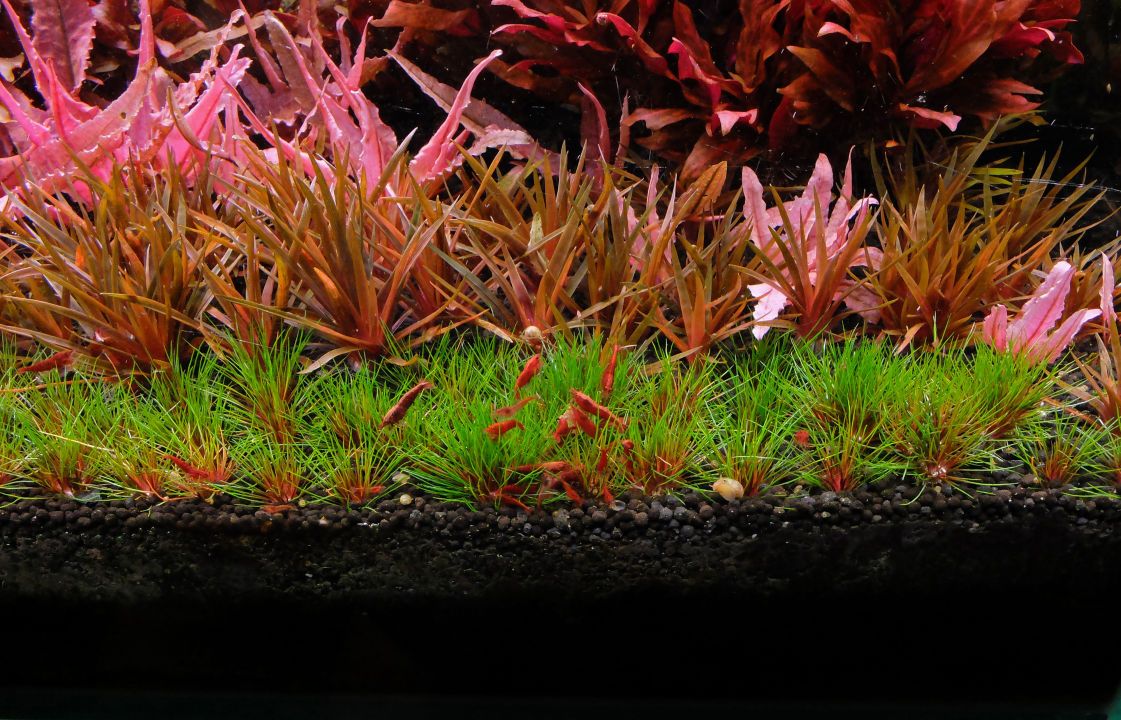 What Is A Good Level Of Kh In A Planted Aquarium ?