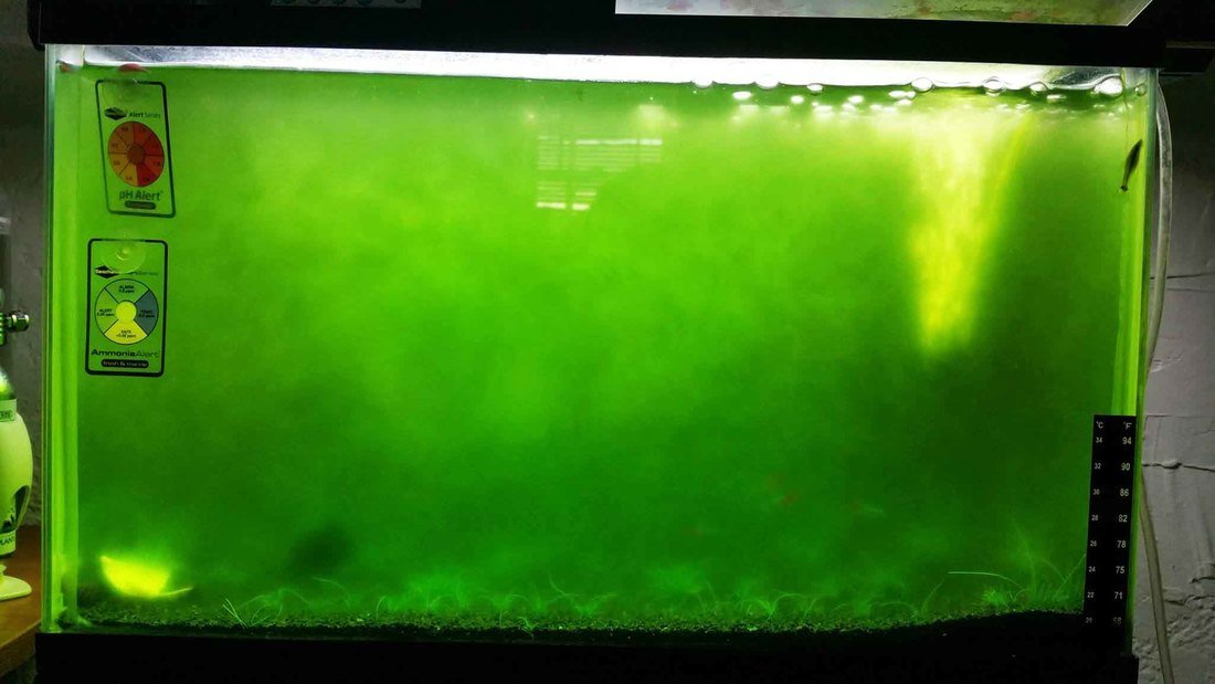 Green Water Algae
