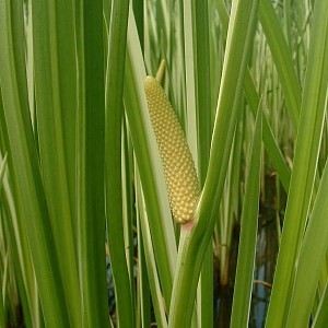 Acorus_calamus1.jpg