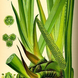 Illustration_Acorus_calamus0.jpg