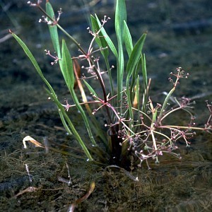 Alisma_gramineum_plant.jpg