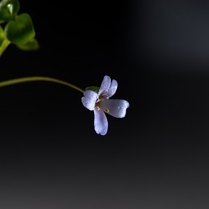 Bacopa_australis_001.jpg