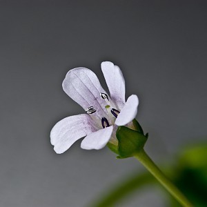 Bacopa_monnieri_002.jpg