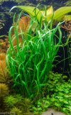 Cryptocoryne_spiralis_var_caudigera-1.jpg