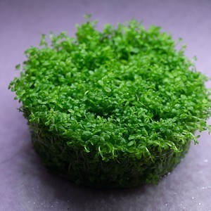 Hemianthus callitrichoides cuba tissue culture.jpg