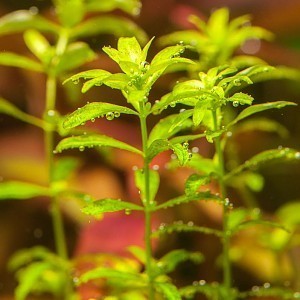 Hemianthus glomeratus.jpg