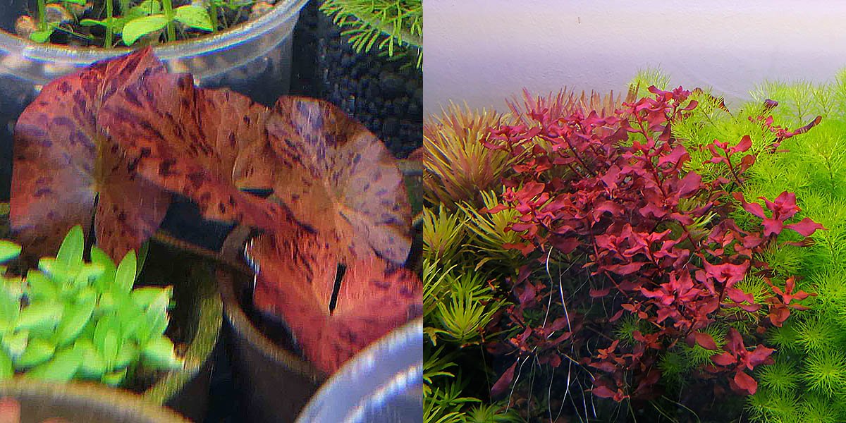 Lotus and ludwigia sp red