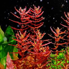 rotala mini butterfly