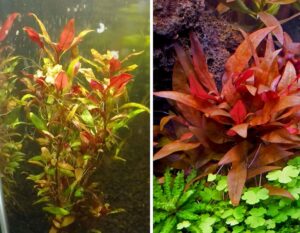 how to measure co2 levels in an aquarium 612cf4d9869f5