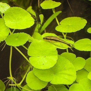 Hydrocortyle leucocephala submersed.jpg