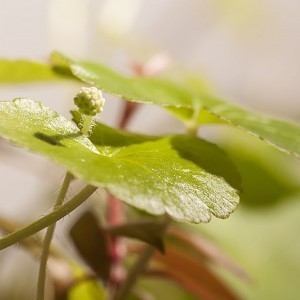 Hydrocortyle leucocephala emersed.jpg