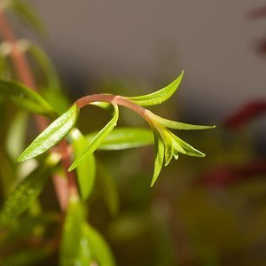 Ludwigia arcuata emersed.jpg