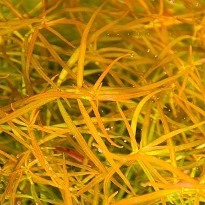 Ludwigia arcuata.jpg