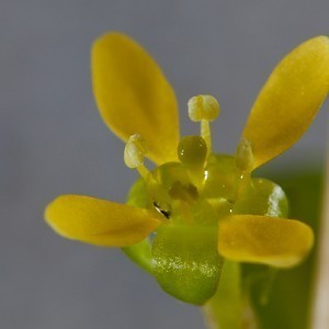 Ludwigia_arcuata_1.jpg