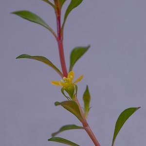 Ludwigia_arcuata_2.jpg