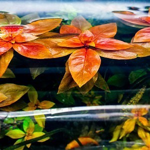 Ludwigia_repens_rubin.jpg