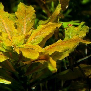 Ludwigia sphaerocarpa.jpg