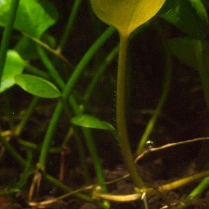 Marsilea spp bilobate leaf.jpg