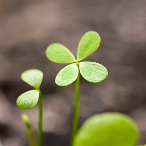 Marsilea spp emersed.jpg