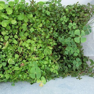 Marsilea spp. top view right side.jpg