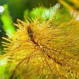 Myriophyllum sp. 'Roraima'.jpg