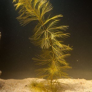 Myriophyllum sp. 'Roraima'-full.jpg