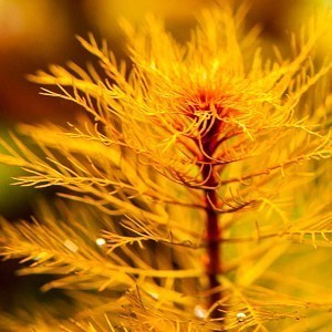 Myriophyllum tuberculatum.jpg