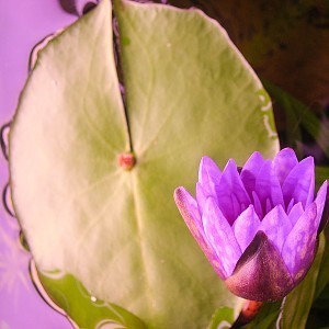 Nymphea micrantha flower and floating leaf.jpg