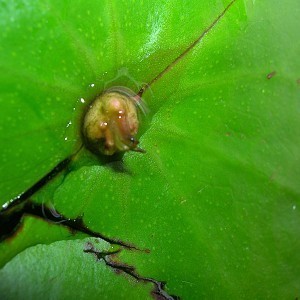 Nymphea micrantha new plantlet.jpg