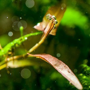 Persicaria praetermissa submersed.jpg