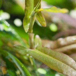 Persicaria praetermissa emersed.jpg